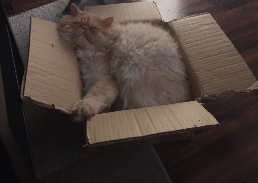 Persian cat in cardboard box