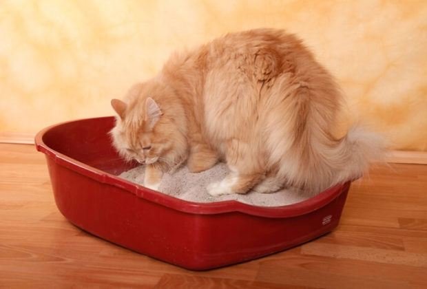 Persian cat in litter box