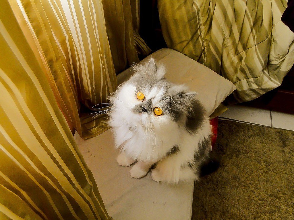 Persian cat looking up