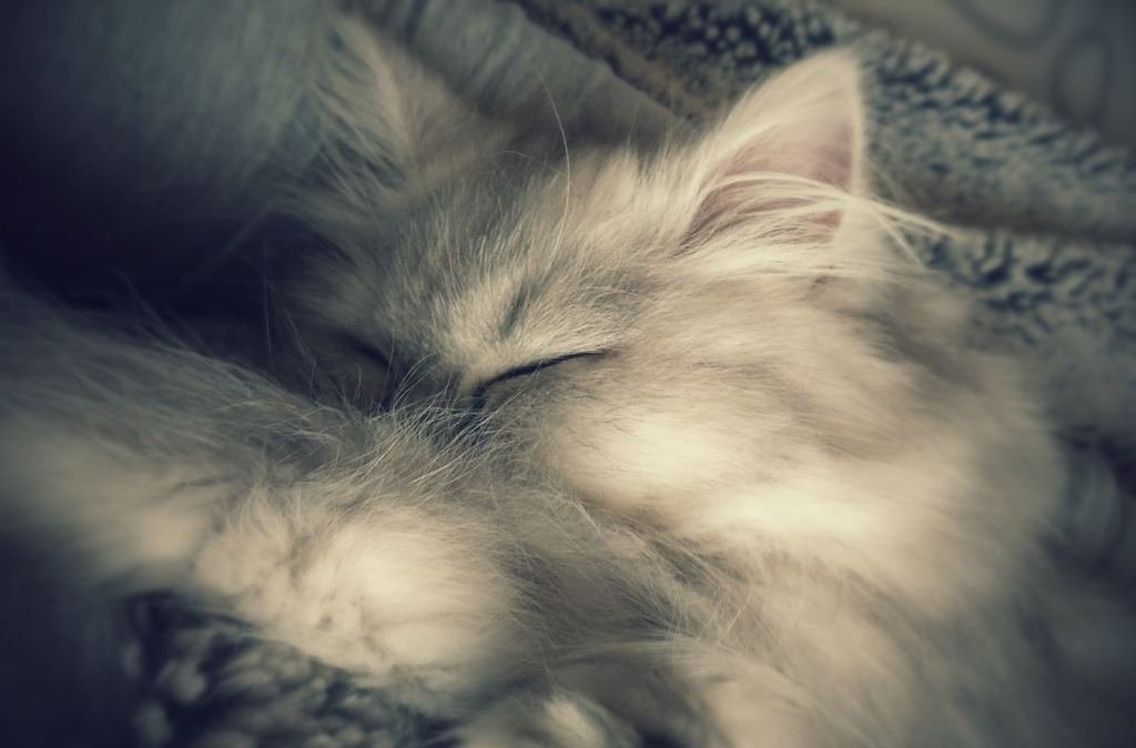 Persian cat on the bed