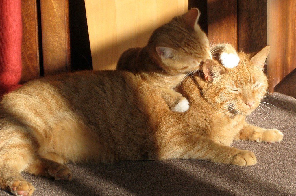 cats licking each other