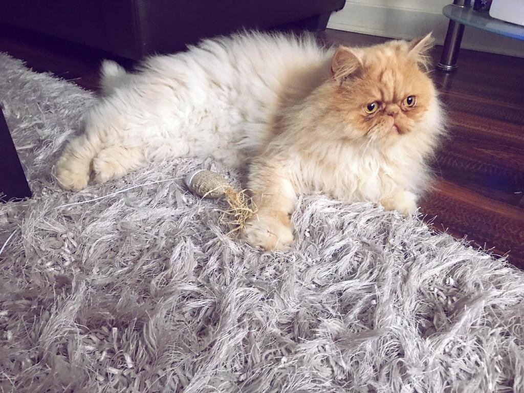 Milo Persian cat sitting