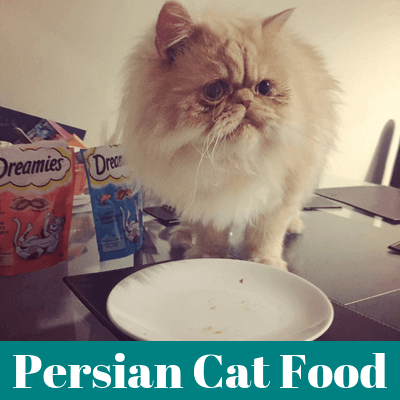 Persian Cat Food