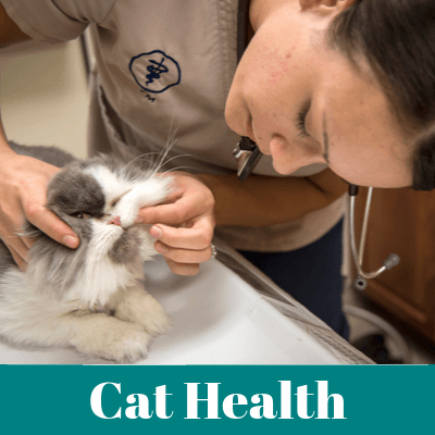 Persian Cat Health