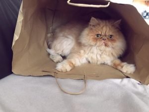 Milo in a bag