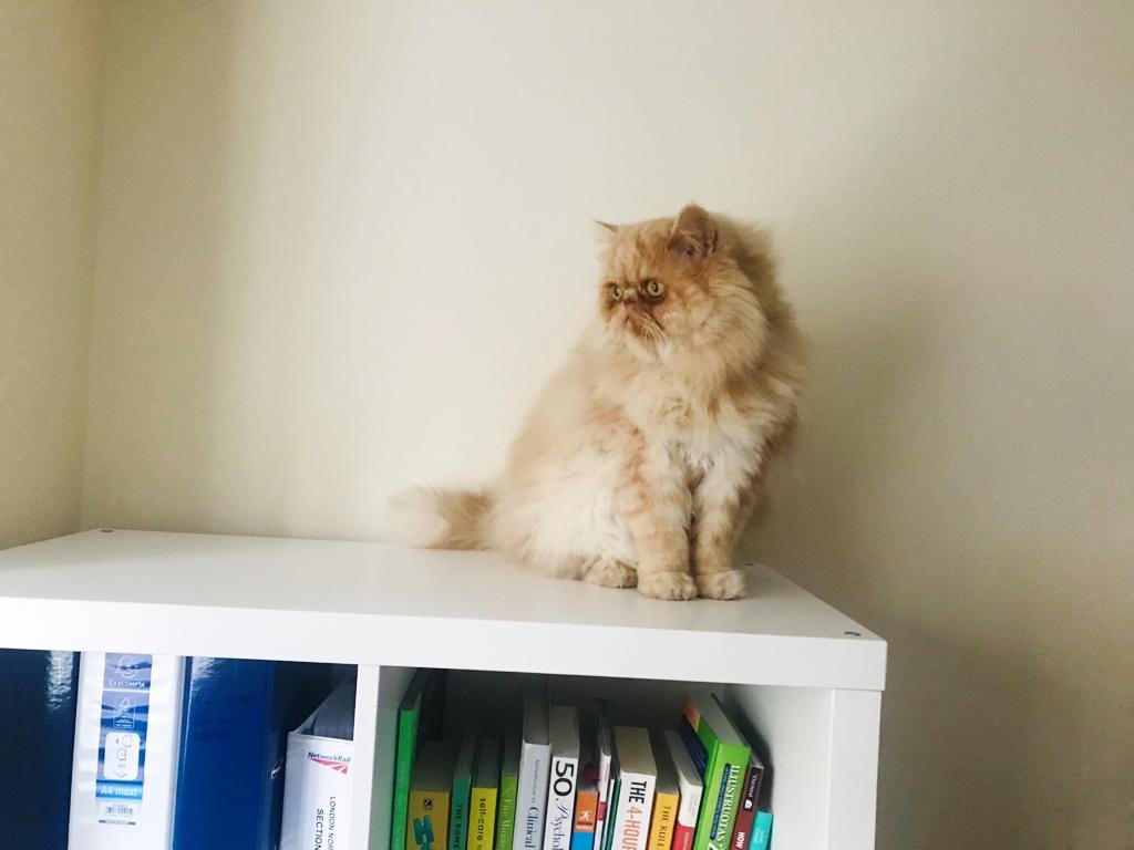 Milo on the bookshelf