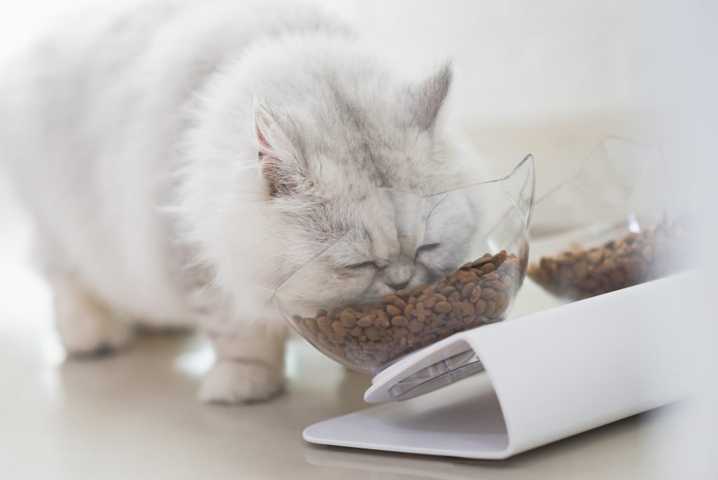 Persian Cat Eating from bowl