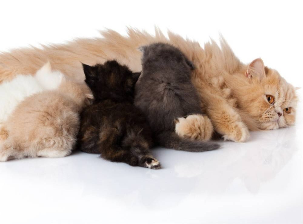 Persian-cat-with-kittens-2
