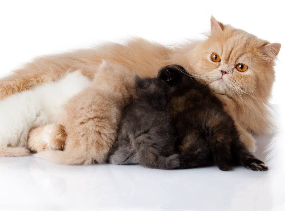 Persian-mom-with-kittens-1