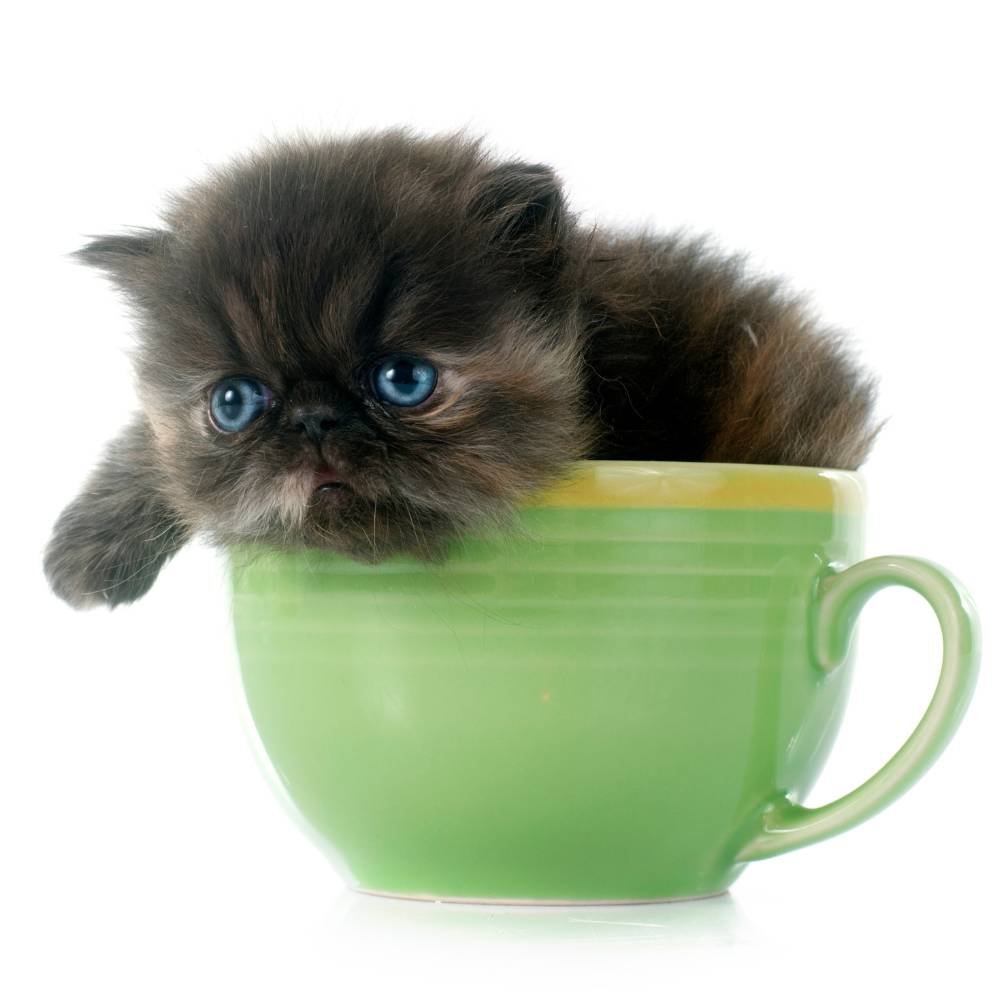 Baby-Persian-in-a-teacup