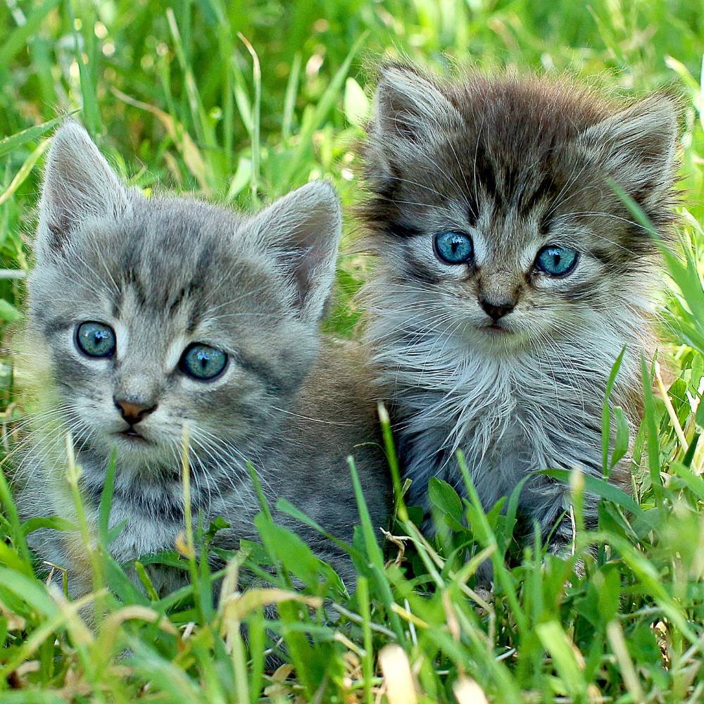 Blue Kitten eyes