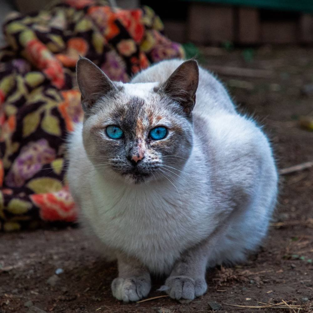 Ojos-Azules-Cat-2
