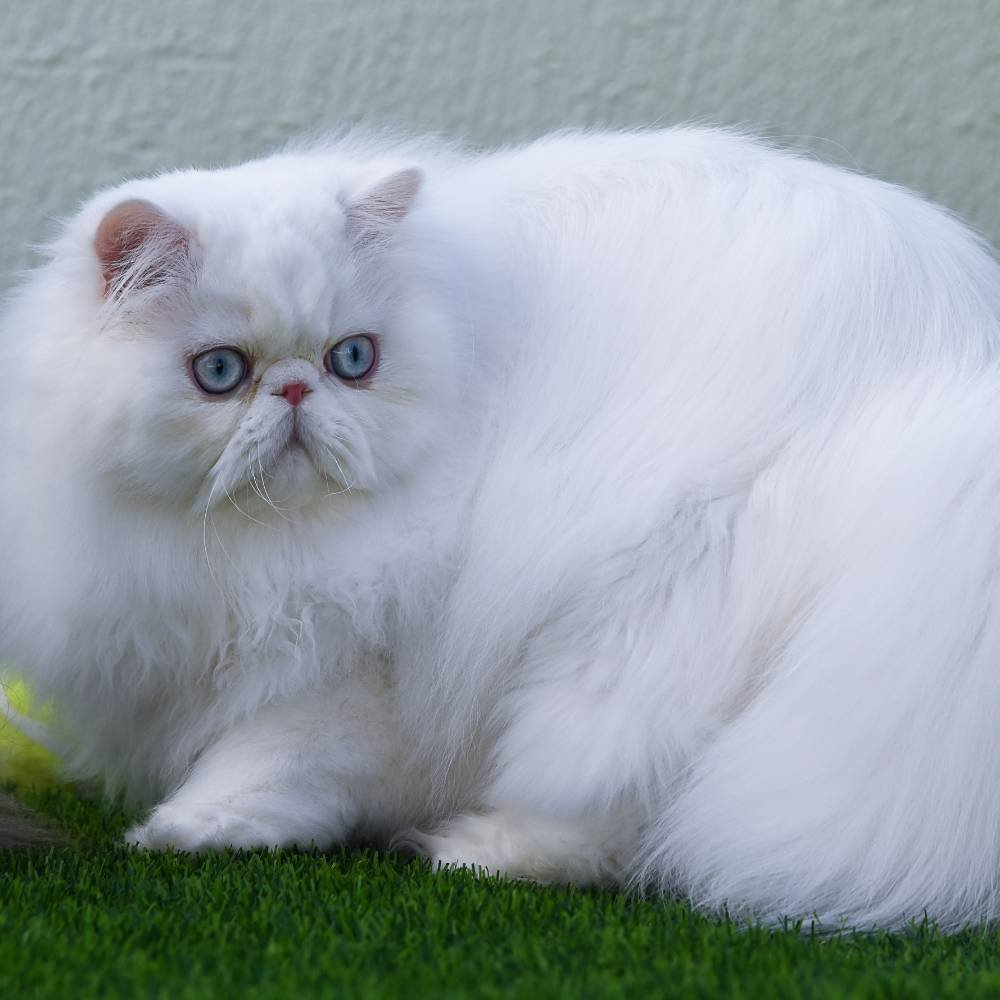 White Persian cat sat