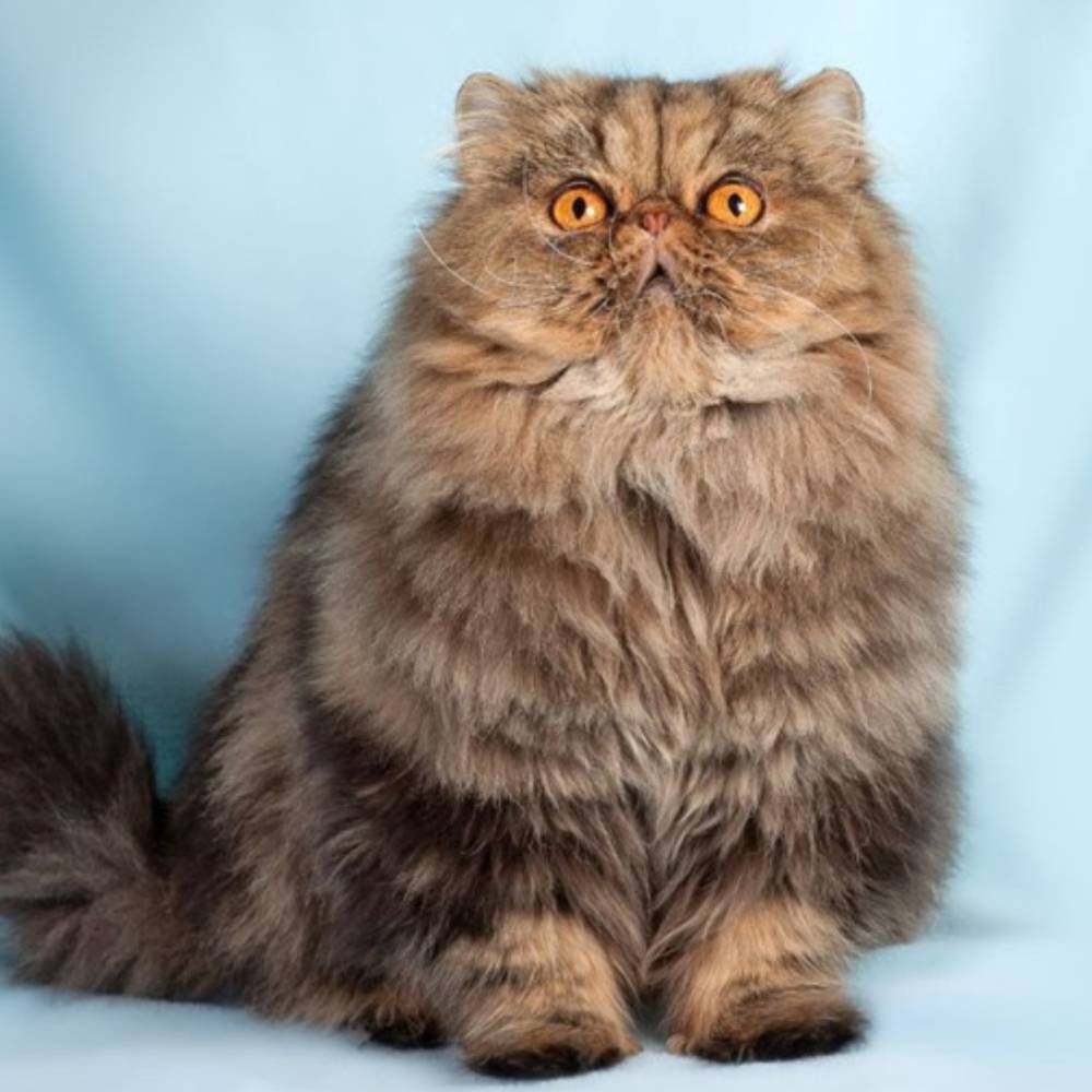 Tabby-Persian-Cat