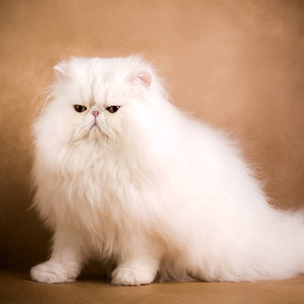 White Persian cat on background