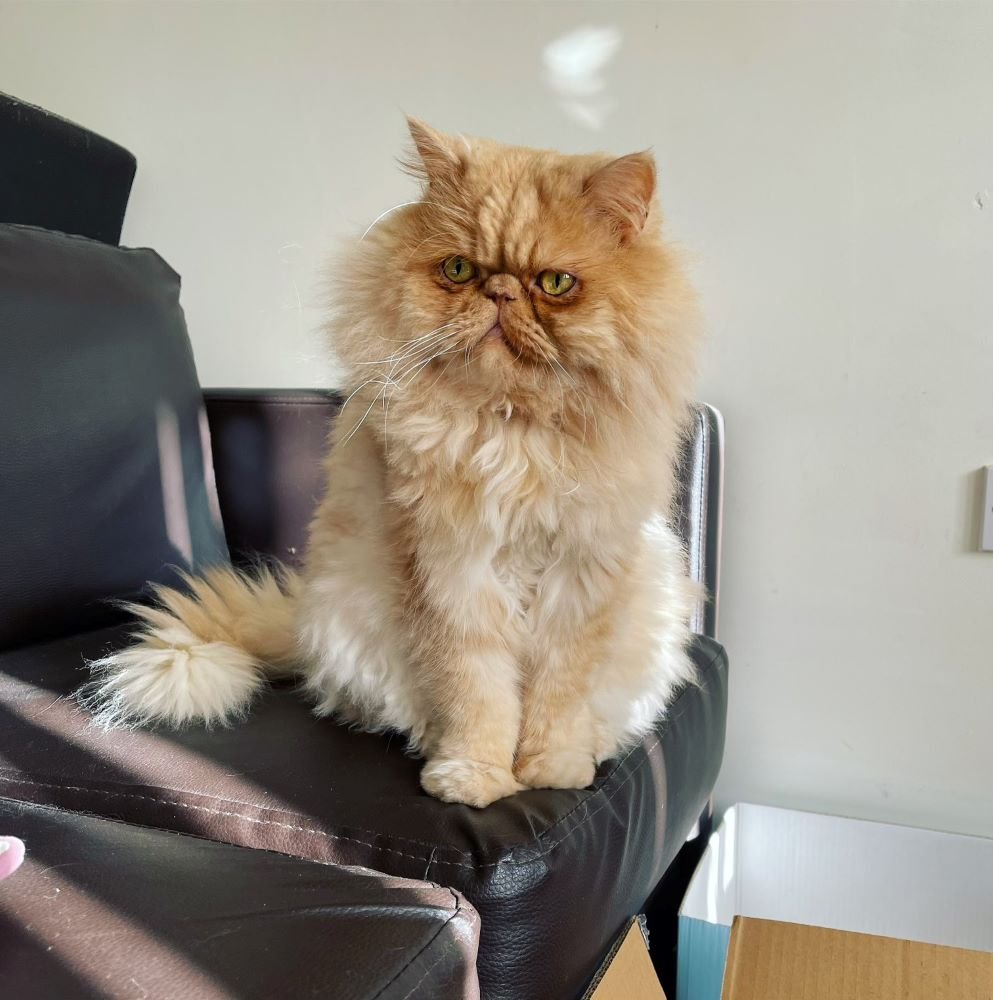Milo-cream-Persian-cat-standing-on-sofa