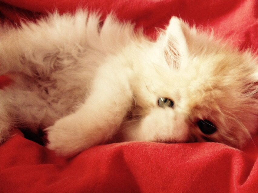 Milo Persian Kitten