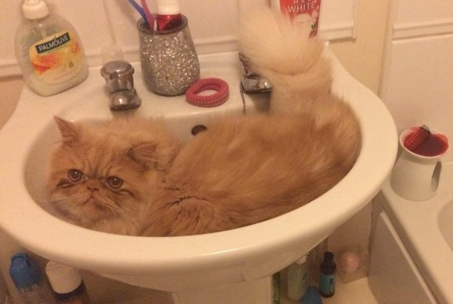 Persian Cat Sink