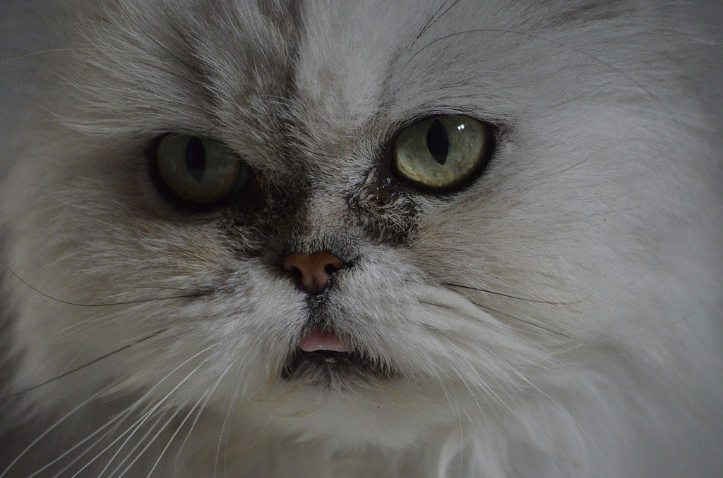 Persian Kitten Eye Discharge