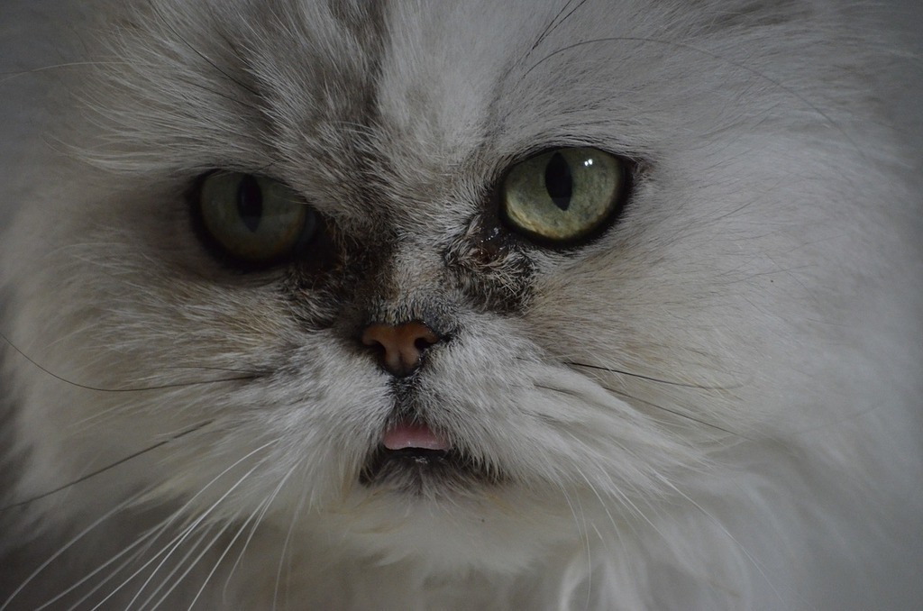 How To Clean Your Persian Cat S Eyes Persian Cat Corner