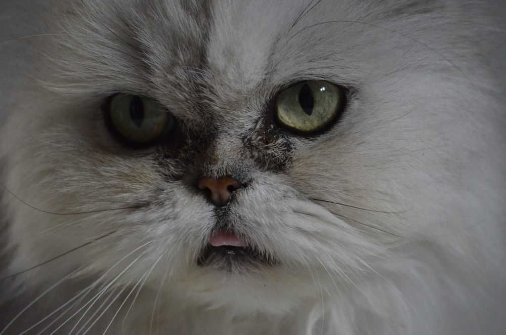 Persian cat eyes