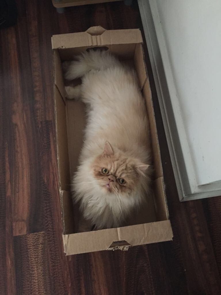 Why Do Cats Love Boxes