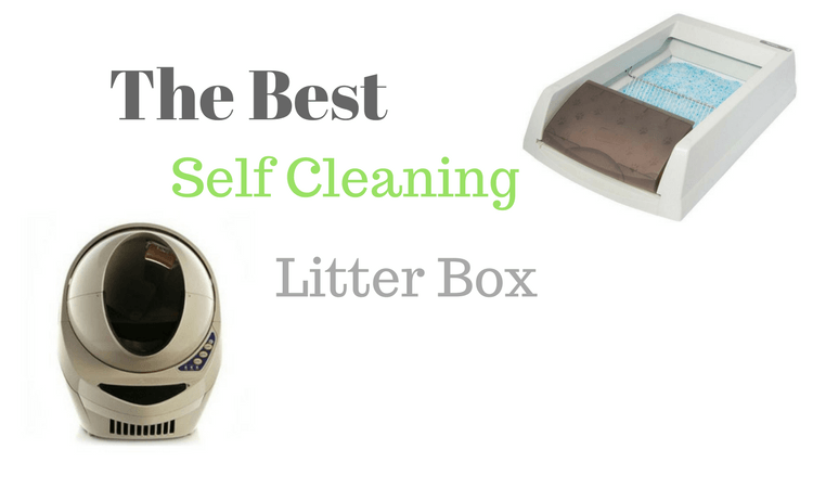 Best Self Cleaning Litter box