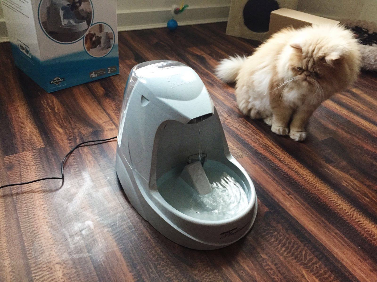 Drinkwell Platinum Pet Fountain Review
