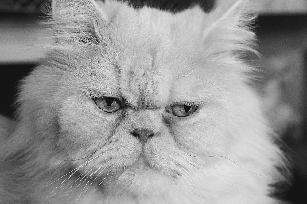 Persian cat life expectancy 