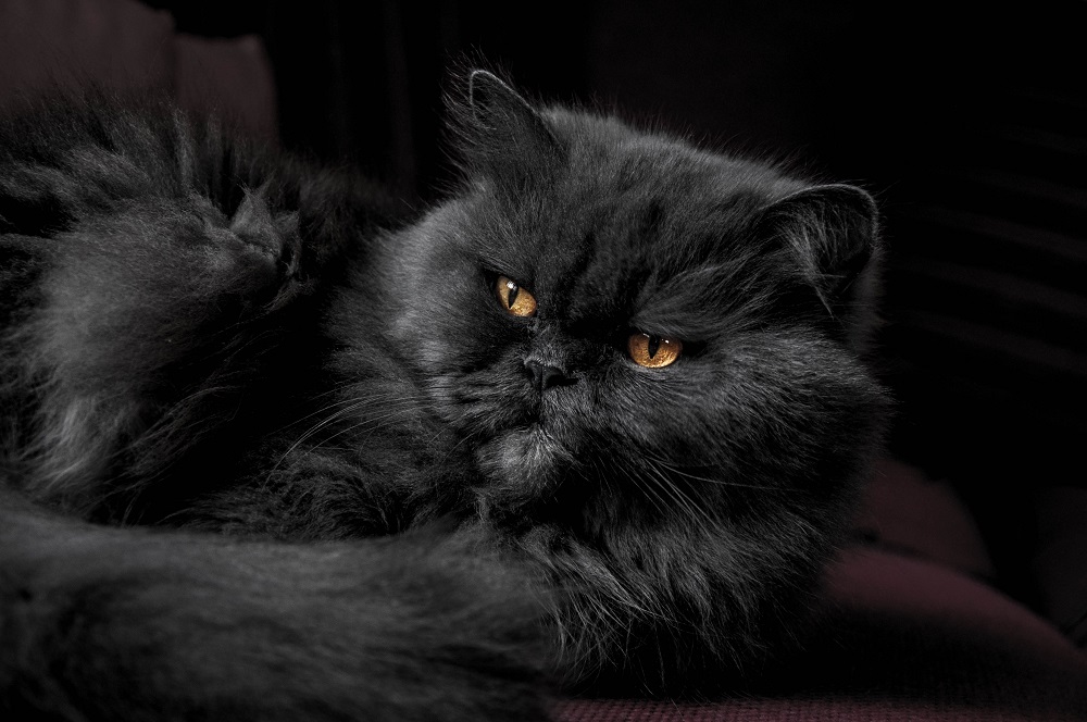 flat face persian cat price