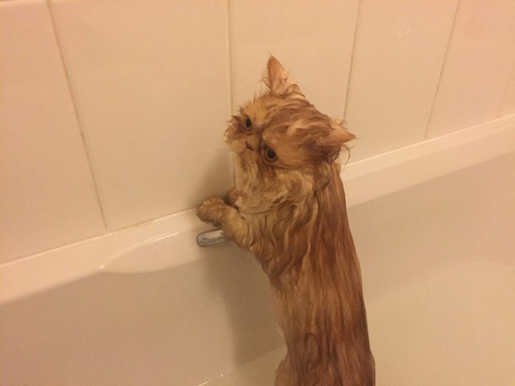 Bathing a persian cat