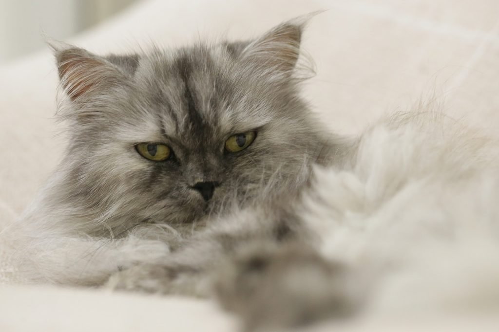 persian cat hair loss