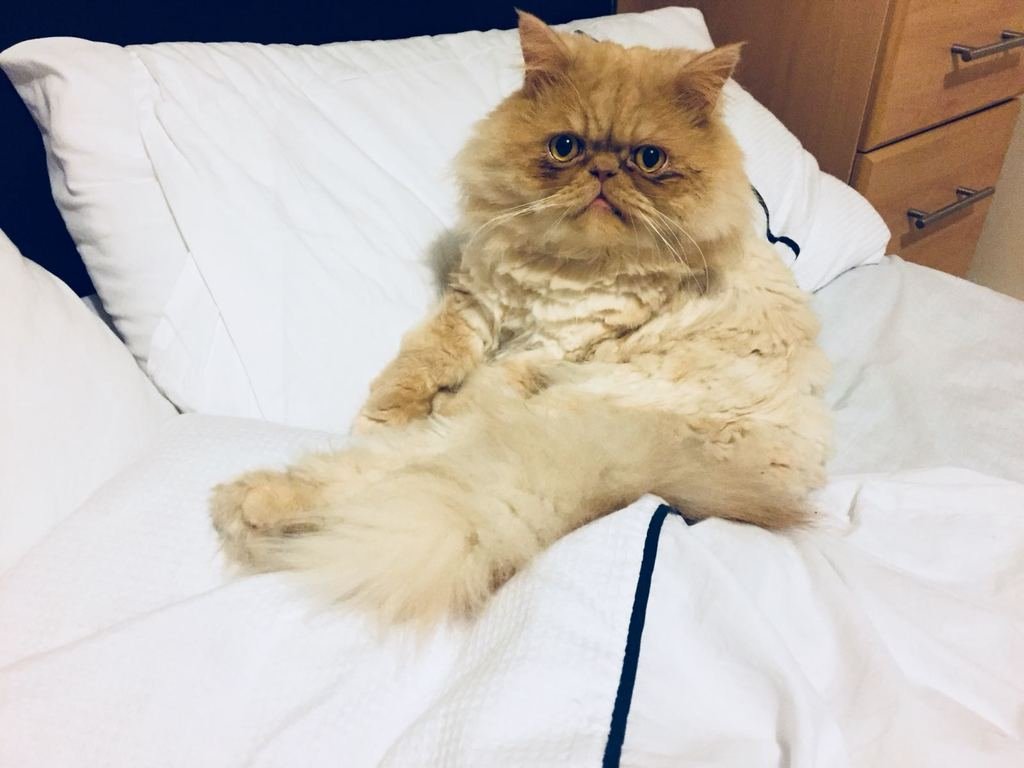 Milo Persian cat