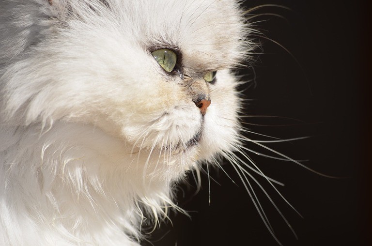 How Did Persian Cats Get Flat Faces? Persian Cat Corner