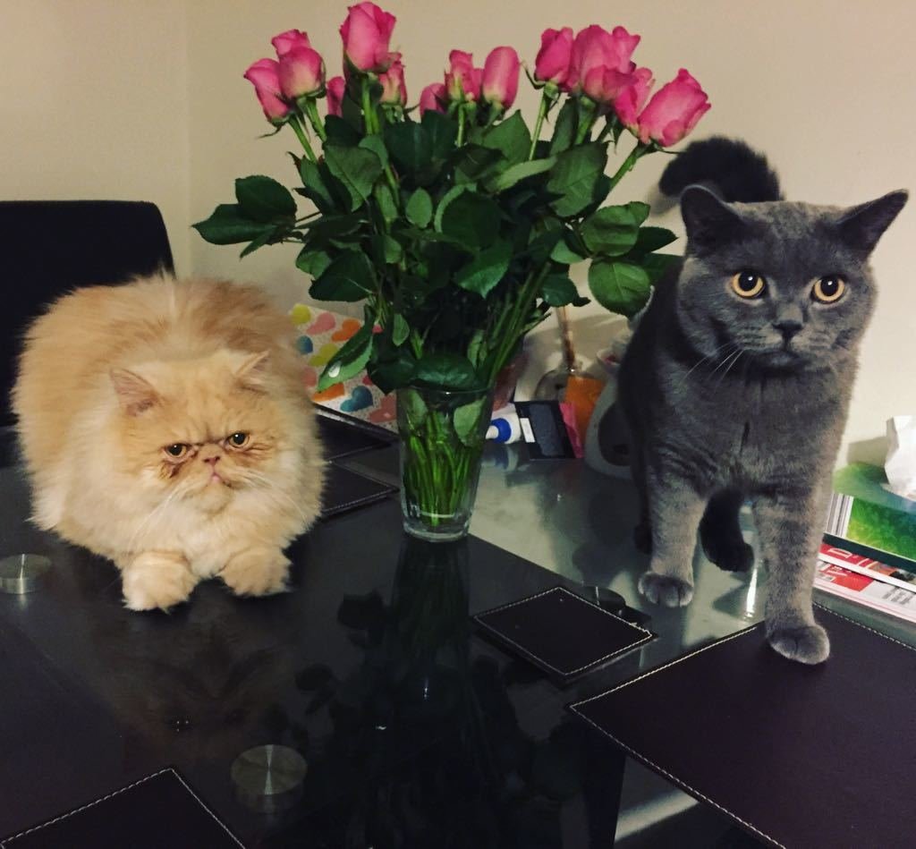 are persian cats good with dogs