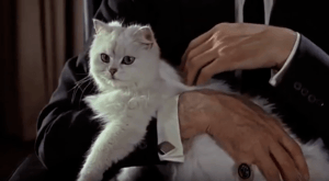 Everything You Need To Know About The James Bond Cat | Persian Cat Corner