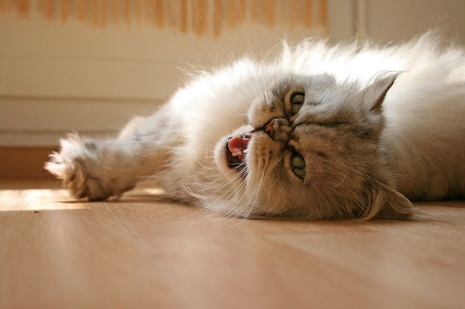 Persian cat laying