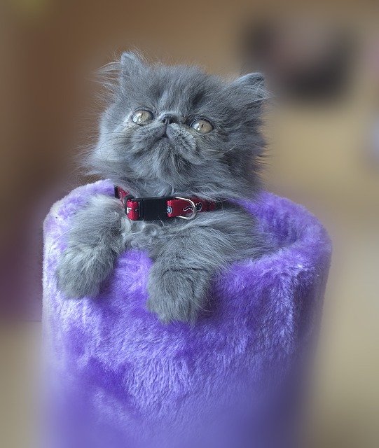 baby doll persian kittens