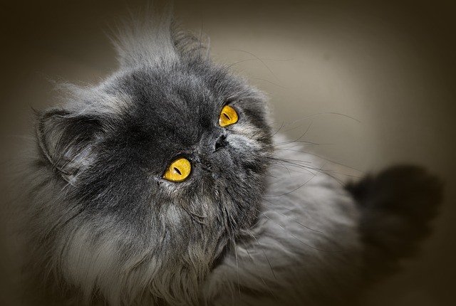 cat persian black