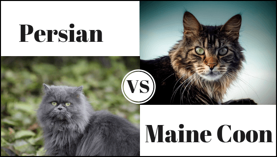 Persian Cat Vs Maine Coon