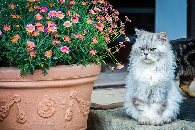 persian cat and flowers