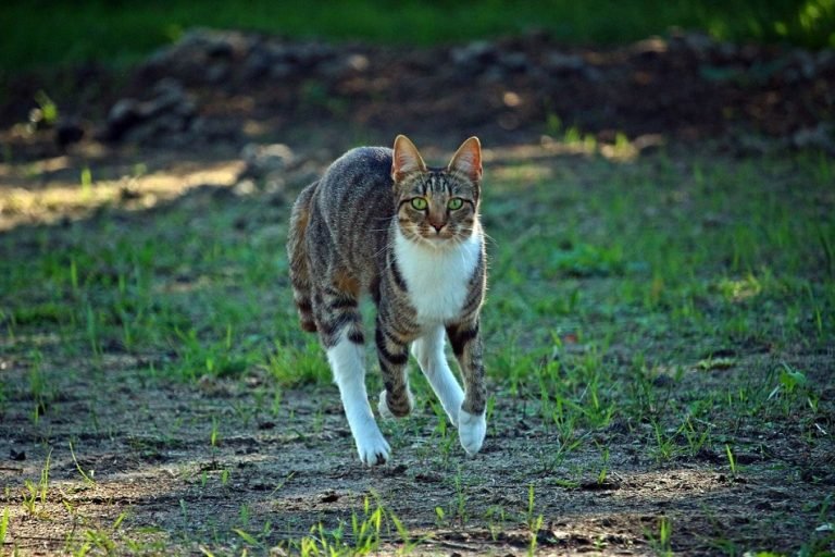 domestic cat running speed