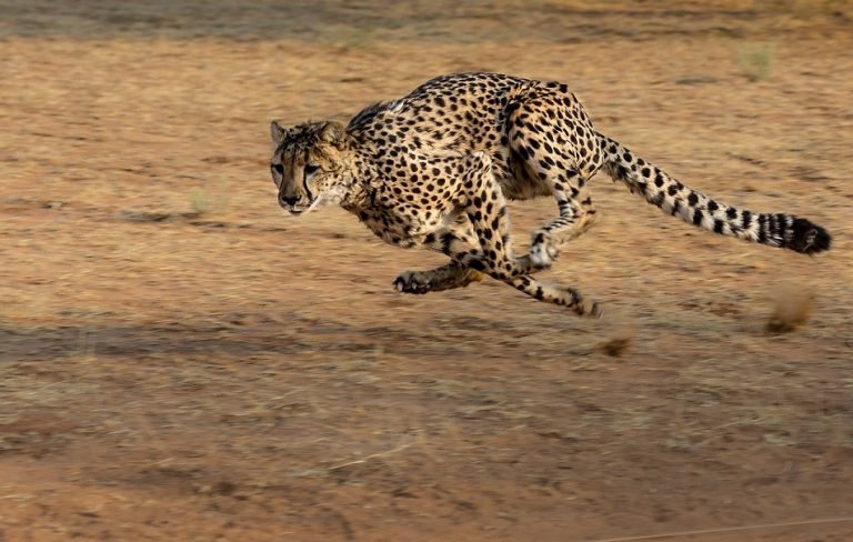 domestic cat running speed