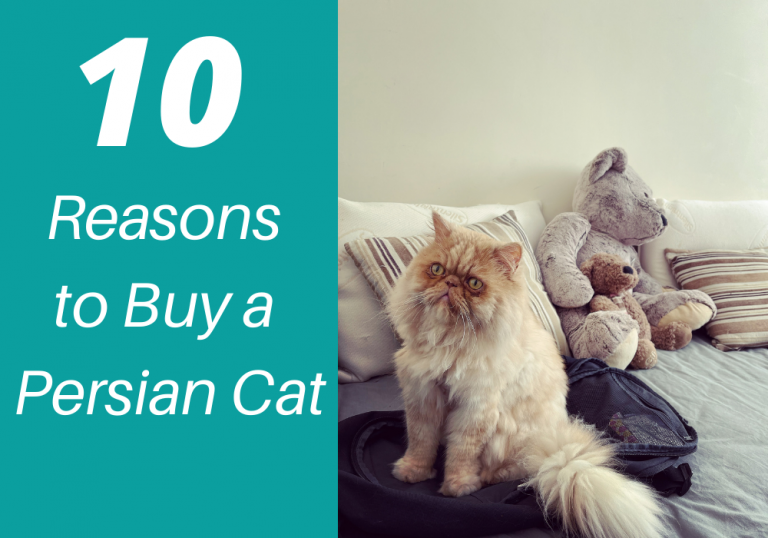 10 Reasons to Get a Persian Cat Persian Cat Corner