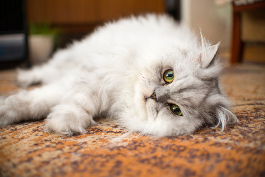 Laying Persian cat