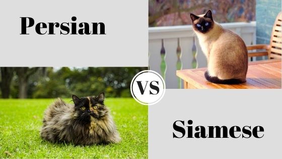 Persian-vs-siamese