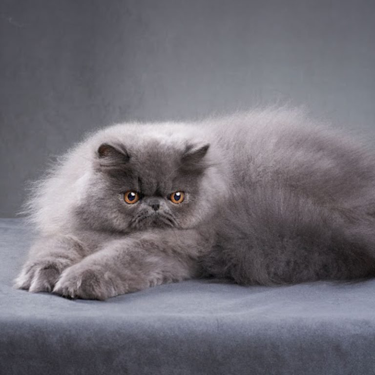 Why Are Persian Cats So Expensive? | Persian Cat Corner