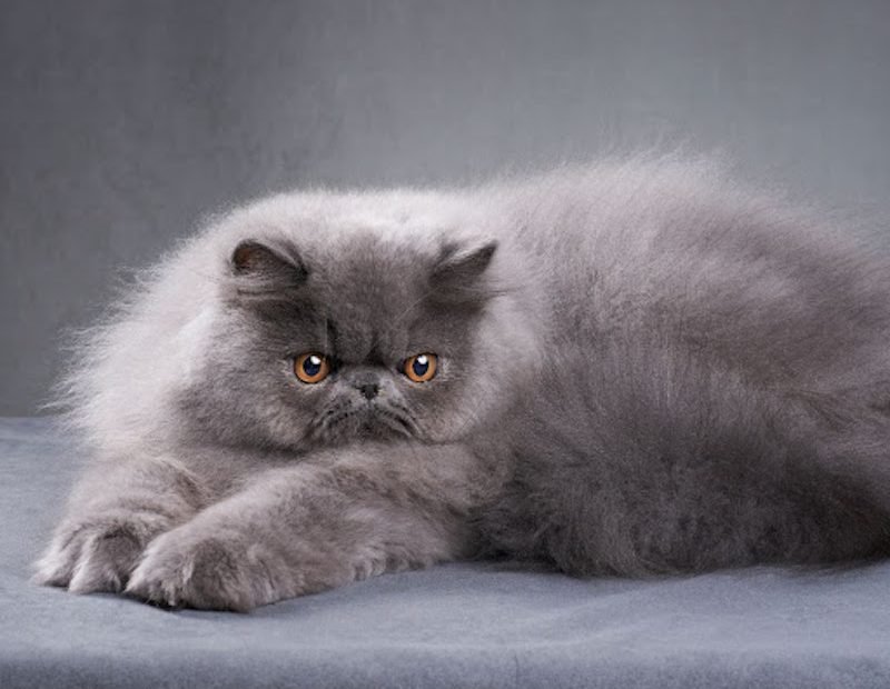 Grey-Persian-cat