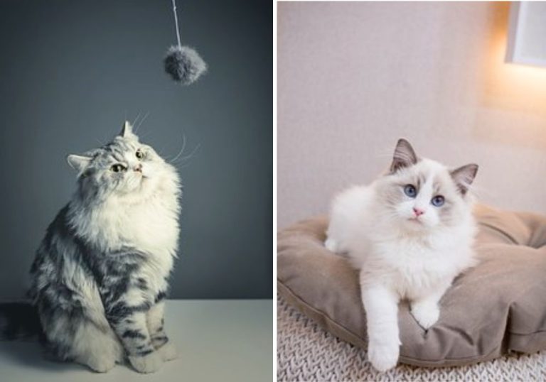 A Guide to Persian Ragdoll Mixes Persian Cat Corner