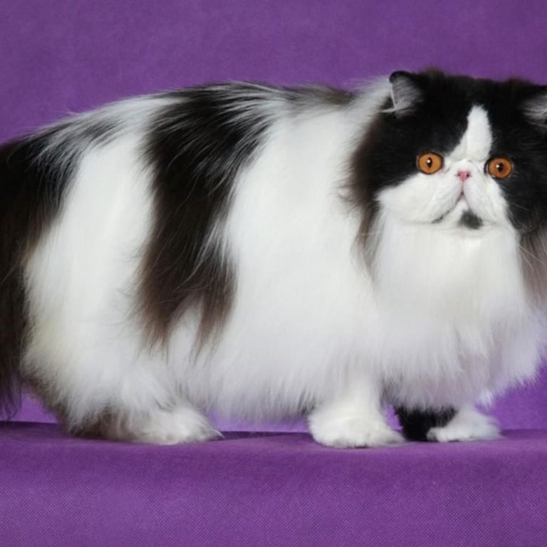 Your Guide To Persian Cat Colors | Persian Cat Corner